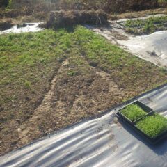 雨で表土を流されてしまった所へパレットに種蒔きをした苗を補植します