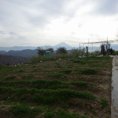 雲が多く冷たい空気が漂っているローズ畑