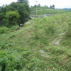 それにしても物凄い量の雑草です