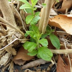 レモンバーベナの新芽も出始めています