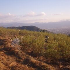 ローズ畑では日が傾くまで除草した草の片付け作業が続いています