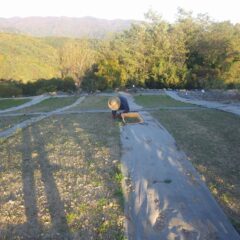 カモマイル・ジャーマン畑の除草作業も夕暮れまで続けられています