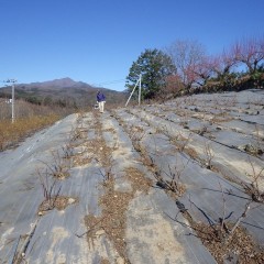 剪定の終わったローズ畑