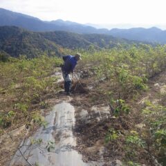 ローズ畑では除草した草の片付け作業が続いています