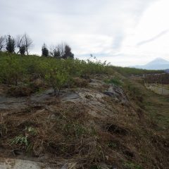 畑の回りも雑草が蔓延っています