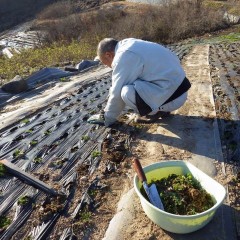 今朝はマイナス2℃を記録、厳しい寒さの中で作業を続けます