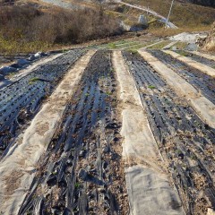 早く根が活着するように灌水してこの畑の作業は完了しました