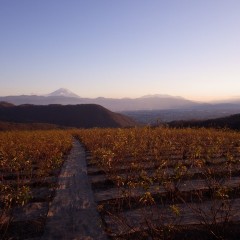 そして何時もと変わらぬ夕暮れとなりました