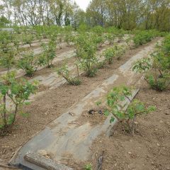 除草作業の終わったローズ畑