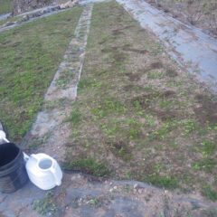 大きな雑草を取り除いた跡に苗を補植しました