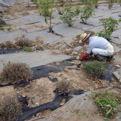 一日中腰をかがめて作業する重労働です