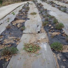 除草の終わったラベンダー畑