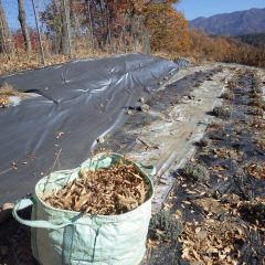 風が吹くと直ぐに舞ってしまう落ちは掃き集めるだけでも一苦労