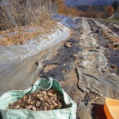 苦労しながらやっとここまで落ち葉を片付けました