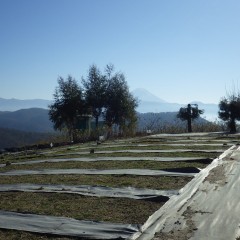 今年最初の農場での作業を富士山が出迎えてくれました