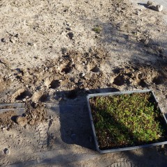 除草した後にトレーで育てた苗を補植しました