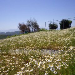 カモマイル・ジャーマンも花が畑一面を覆っています