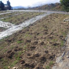 除草して隙間の空いた所に苗を補植する穴を掘りました