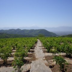 農場は黄砂の影響か富士山が霞んで見えます