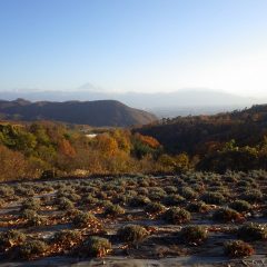 作業を終えると快晴の空に夕陽を浴びた富士山が浮かんでいました