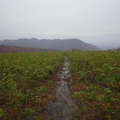 朝からシトシトと雨の降る農場のローズ畑