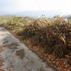 畑の道路脇の草が道路まで出て来ているので草刈りをしました