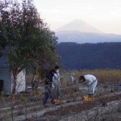 二手に分かれてローズの剪定作業をしています