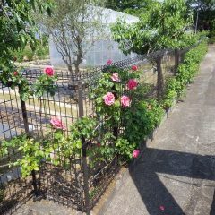 つるバラも開花し始めています