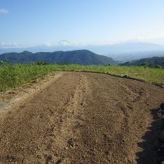 残りの畑にも同じ様に種を蒔きます