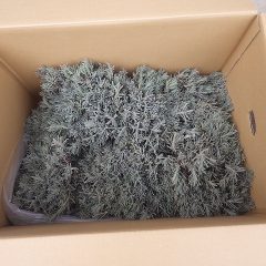 今年も北海道からラベンダーの苗が届きました