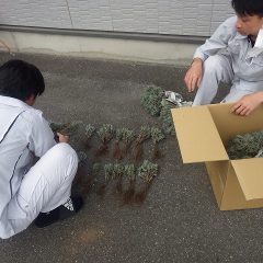 枯れてしまった株の植え替えや新しく整備した畑に植えます