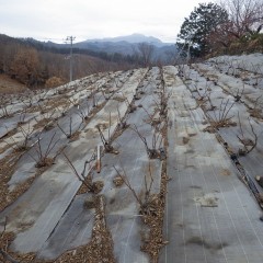 剪定作業の終わったローズ畑