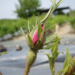 ピンクの花びらが覗いている蕾も沢山あります