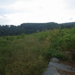 除草した草や剪定した枝をローズ畑の外に運び出すために畑の周囲を草刈りしました