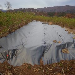 ここまで張って本日の作業終了