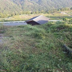 刈っては伸び、刈っては伸びのイタチごっこです