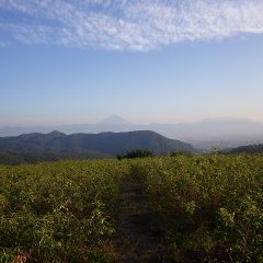 作業が終わる頃、夕日に照らされて富士山が浮かび上がりました