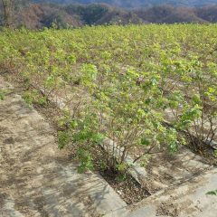 綺麗に片付けられたローズ畑