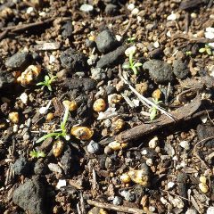 蒔いた種から無事に芽が出て本葉が出始めています