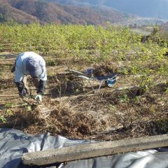 除草した草を集めて畑の外へ運び出します