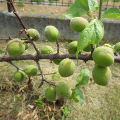 アプリコットの実は大きく膨らんでいます