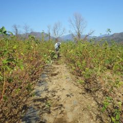 畑の中を片付けて剪定作業がやりやすい様にしています