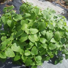 レモンバームは収穫した後から出てきた新芽がこんなに茂っています