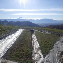 凍る様に冷たい風が吹く中でカモマイル・ジャーマン畑の除草作業が続いています