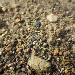 カモマイル・ジャーマンの新芽と同時に雑草もどんどん芽を出しています