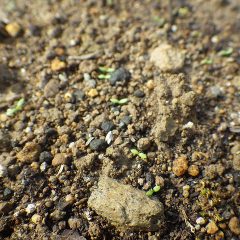 カモマイル・ジャーマンの新芽と同時に雑草もどんどん芽を出しています