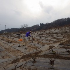 体の芯まで冷える中での作業は夕暮れまで続きました