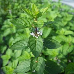 アルベンシスミントは小さな花まで咲かせているものまであります