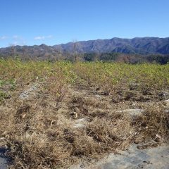 畑の中から集めた除草した草