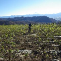 農場には凍てつく様な冷たい風が吹き荒れています